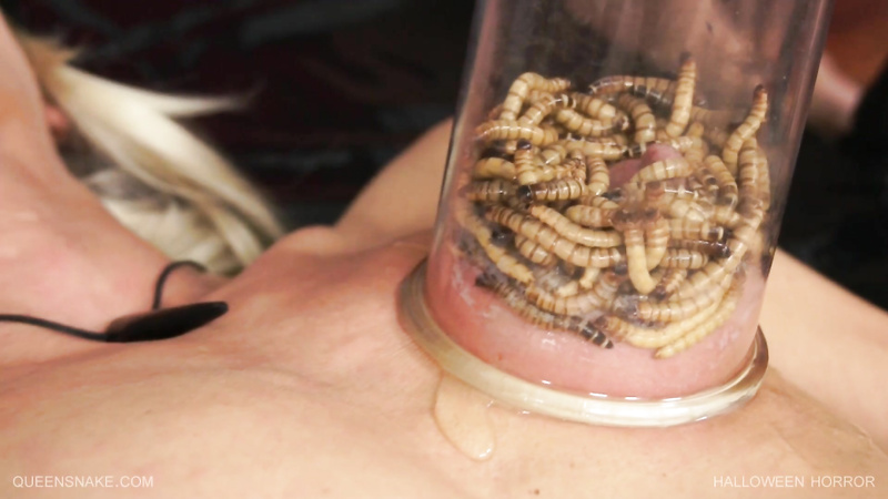Hungry centipedes biting on pumped up tits!