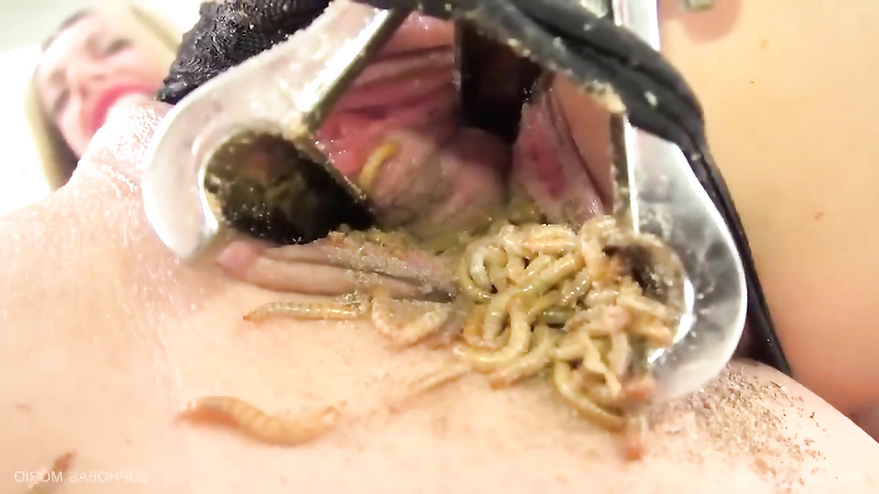 Feeding my filthy pussy with mealworms
