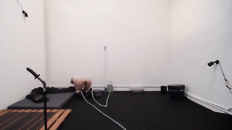 BondageLife	Rachel Greyhound - Cleaning With Greyhound