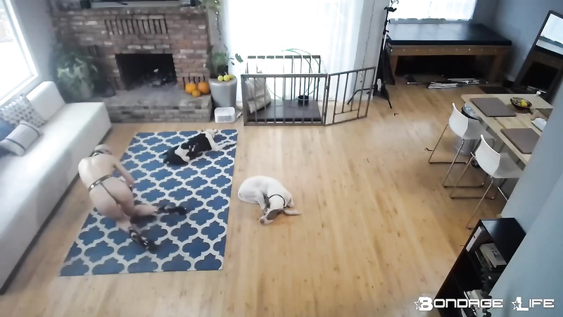BondageLife	Rachel Greyhound - Greyhound Does Chores (Rug Cleaning Edition)
