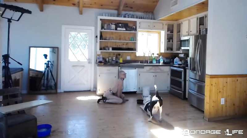 BondageLife	Rachel Greyhound - Housework