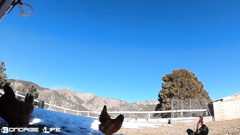 BondageLife	Rachel Greyhound - On The Farm (1.13.2020)