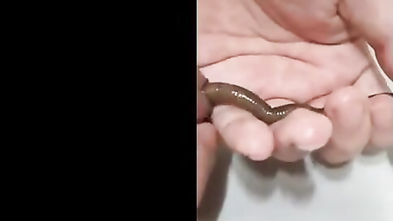 10 earthworms in cock