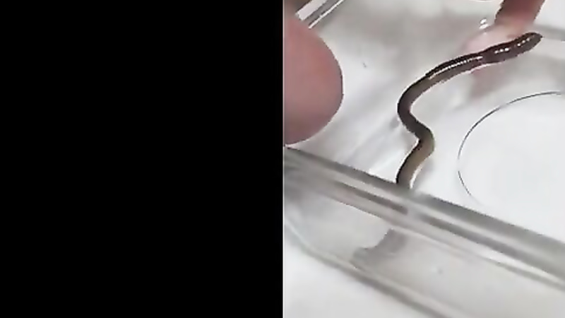 10 earthworms in cock