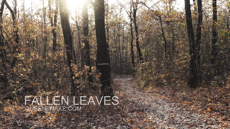QueenSnake	fallen leaves