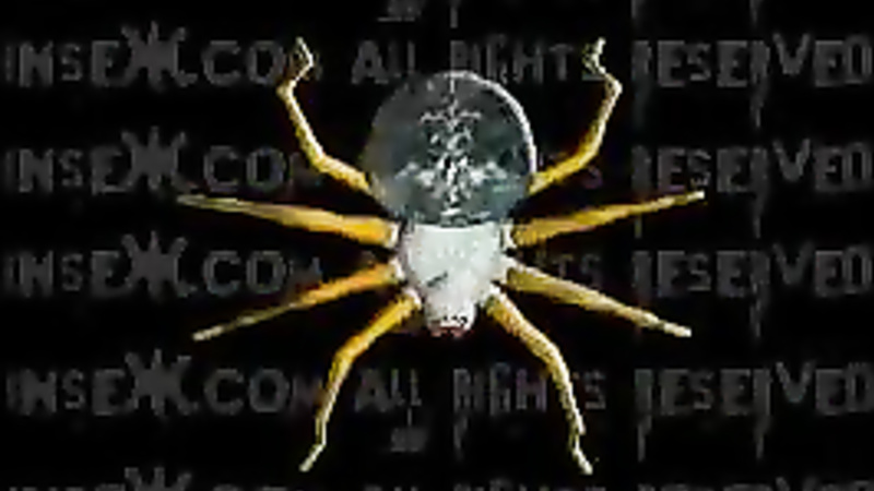 INSEX - Cybil Live (Live Feed From September 2, 2000) (Cybil)