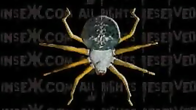 INSEX - Cybil Live (Live Feed From September 2, 2000) (Cybil)
