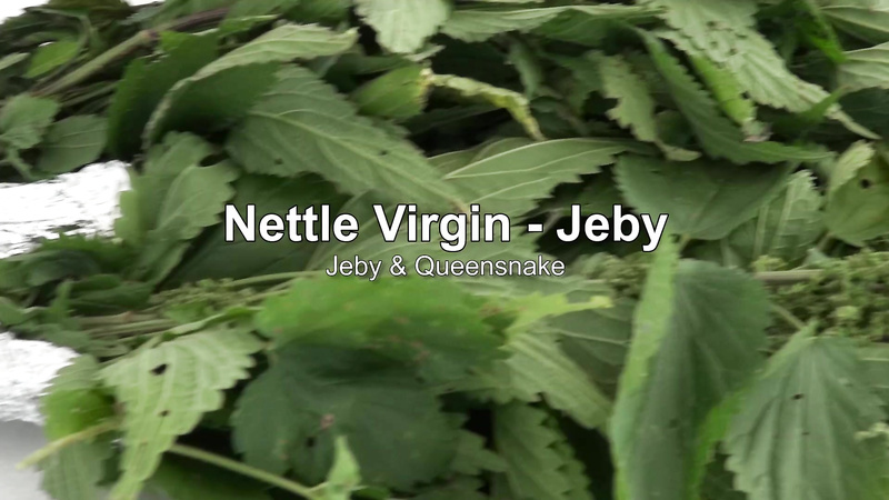 NETTLE VIRGIN - JEBY