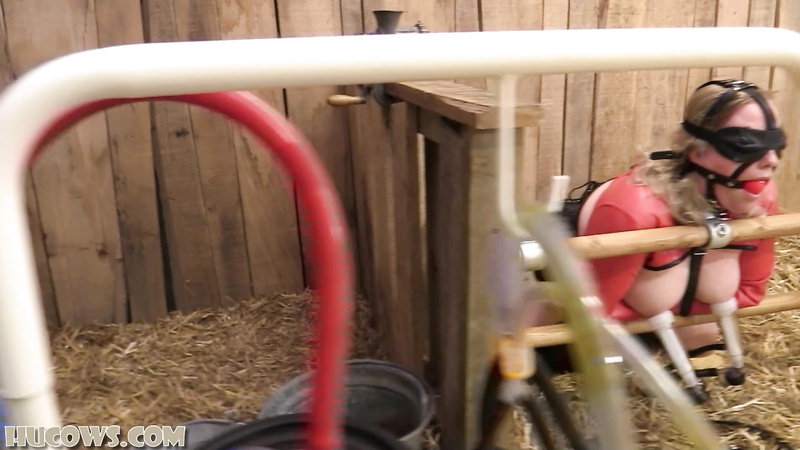 HuCow 38 – Sybian and goat milker