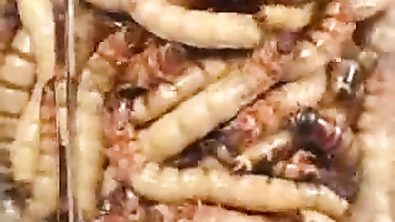 Asian worms