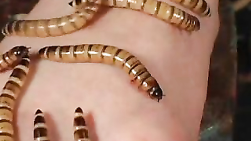 Asian worms