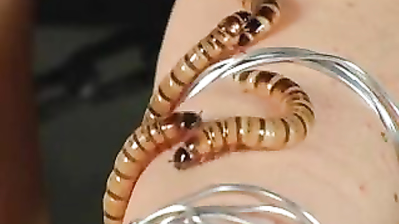 Asian worms