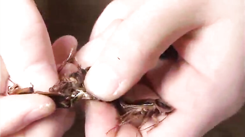 Asian insect play