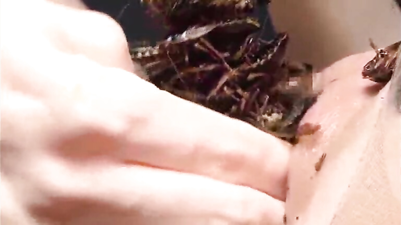 Asian insect play