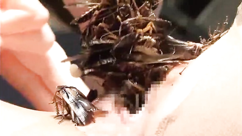 Asian insect play