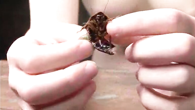 Asian insect play