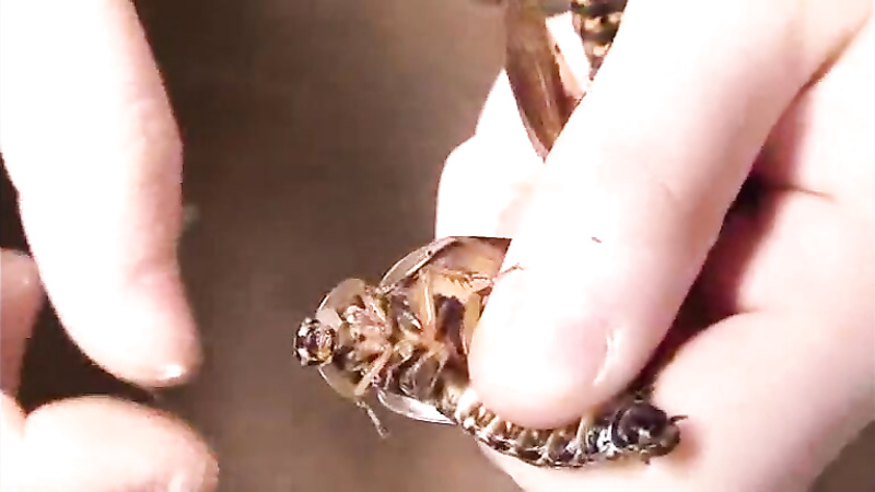 Asian insect play