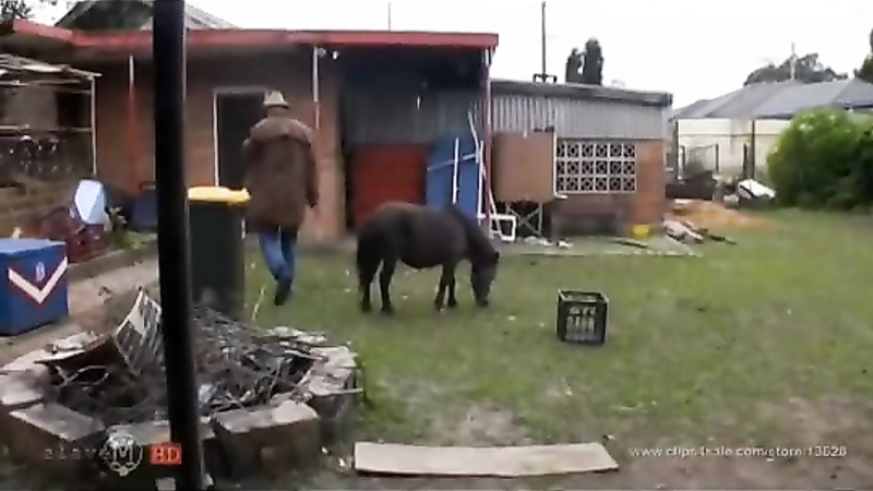 Slave M pony playing