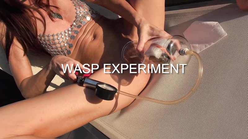 QueenSect - Wasp Experiment 3