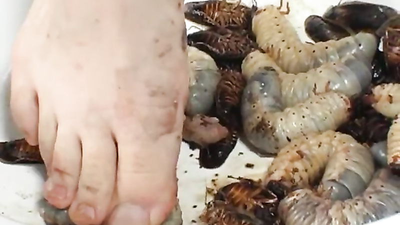 Asian insects and worms