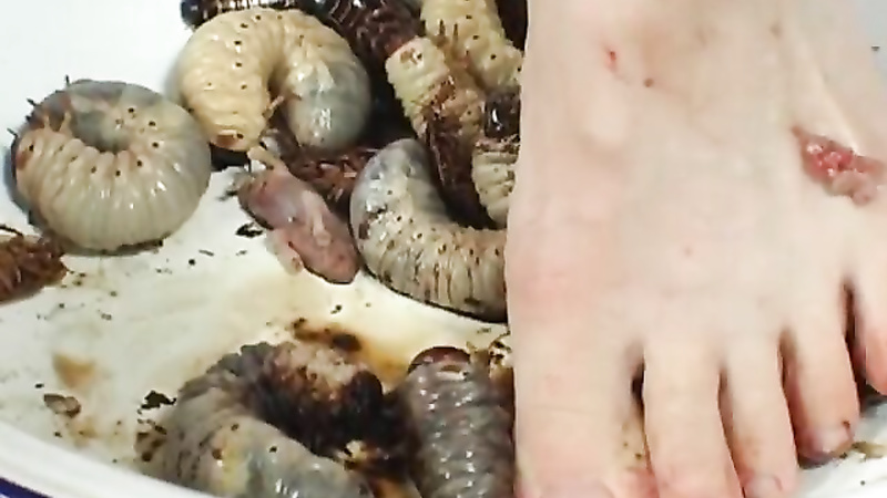 Asian insects and worms