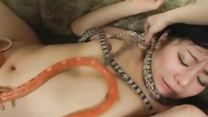 Asian snake playing