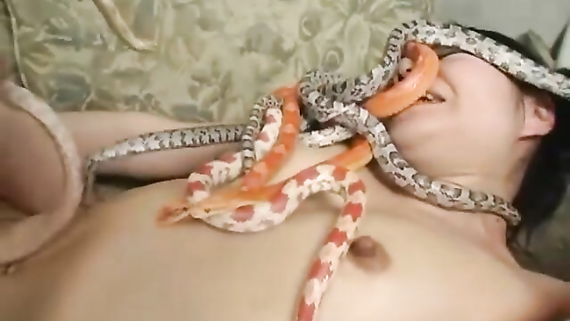 Asian snake playing