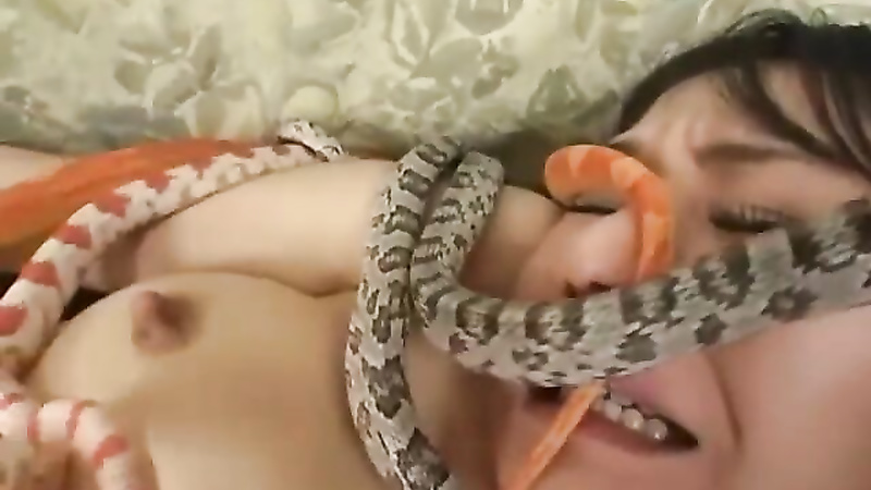 Asian snake playing