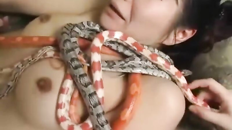 Asian snake playing