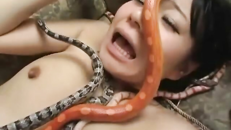 Asian snake playing