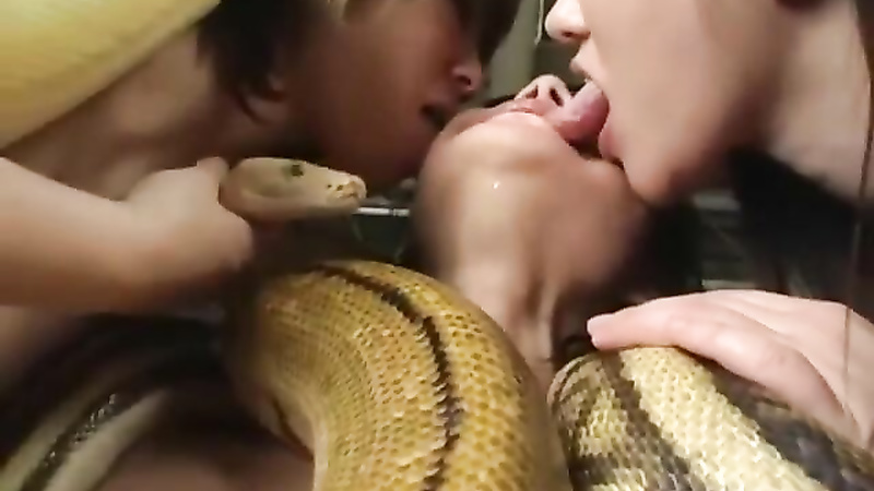 Asian snake playing