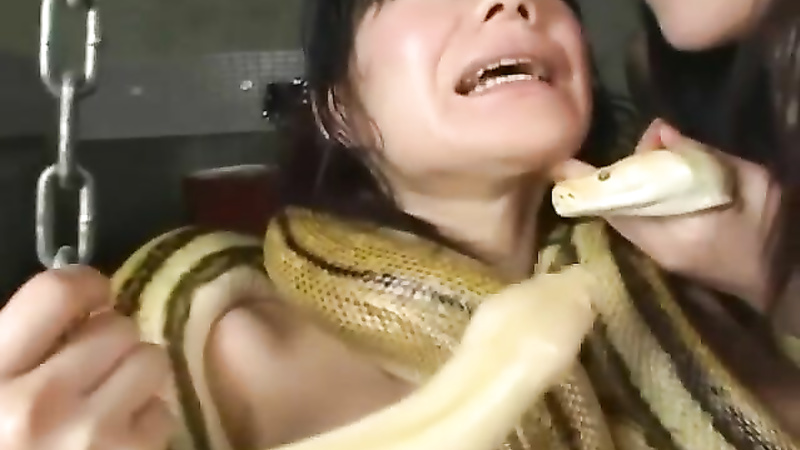 Asian snake playing