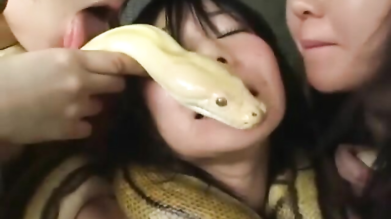 Asian snake playing