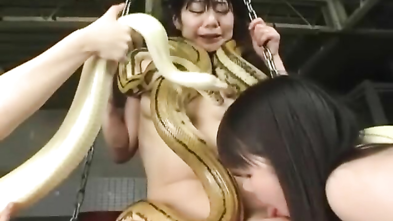 Asian snake playing