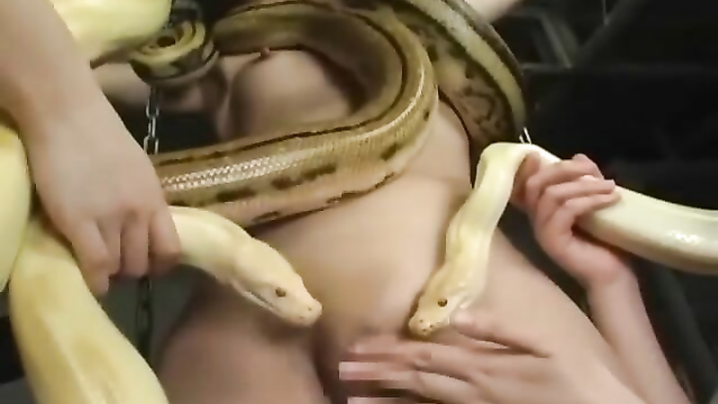 Asian snake playing