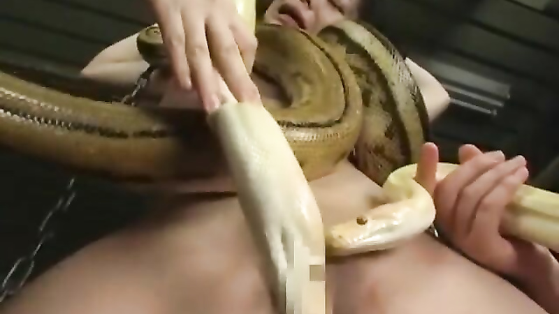 Asian snake playing