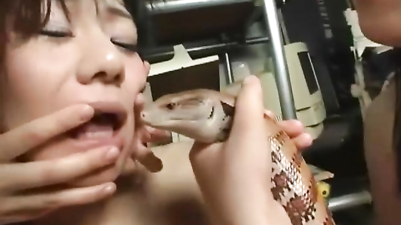 Asian snake playing